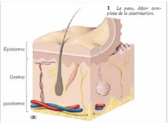 FIG 1 : Coupe histologique de la peau(6) 