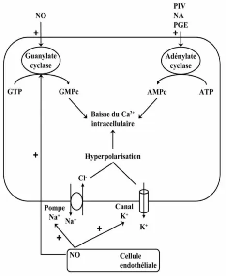 Figure 18 : Représentation schématique des mécanismes intracellulaires responsables de la  relaxation des fibres musculaires lisses du tissu érectile