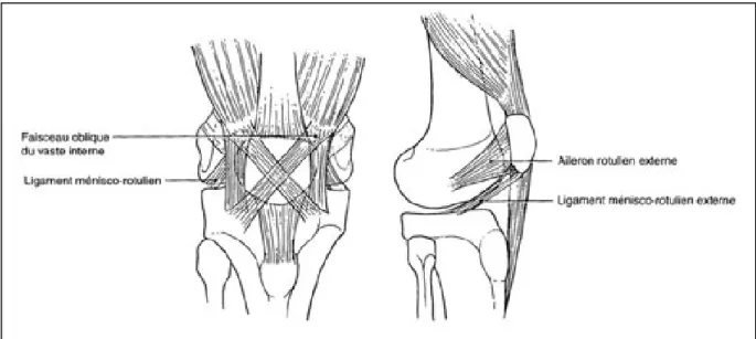 Figure 1: L'amarrage de la patella par un système ligamentaire  cruciforme.