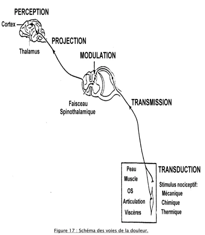 Figure 17 : Schéma des voies de la douleur.                 