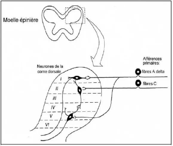 Figure 19: Organisation de la corne dorsale de la moelle épinière. 