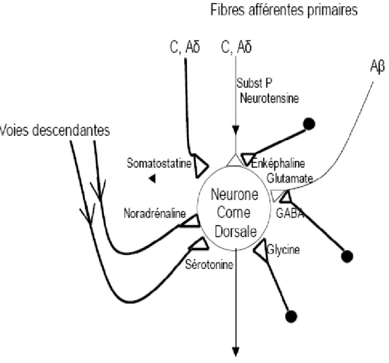 Figure 20 : représentation schématique de neuromédiateurs connus ou supposés  intervenir dans la modulation de l’activité des neurones de la corne 