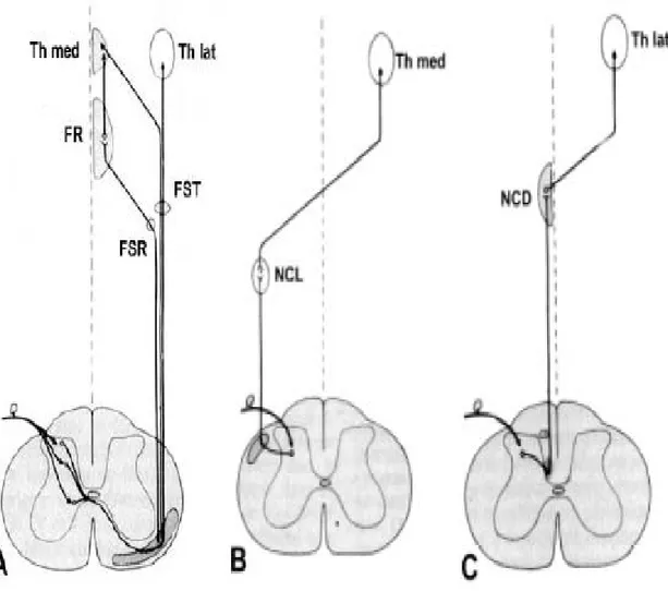 Figure 21 : Représentation schématique des principaux faisceaux ascendants.  A : Faisceau spinoréticulaire (FSR) et spinothalamique (FST)