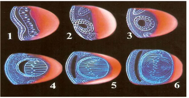 Figure 1 : développement embryonnaire du cristallin (5)  (1) – Stade de la placode cristallinienne 