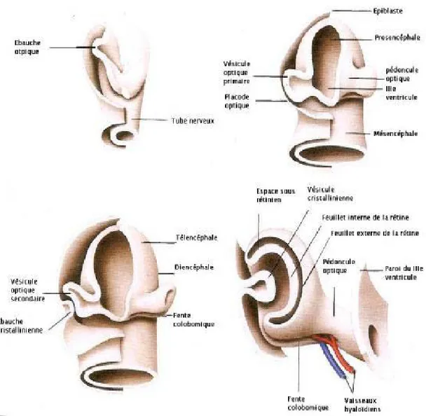 Figure 2 : Développement embryonnaire de l’ébauche oculaire (1) 