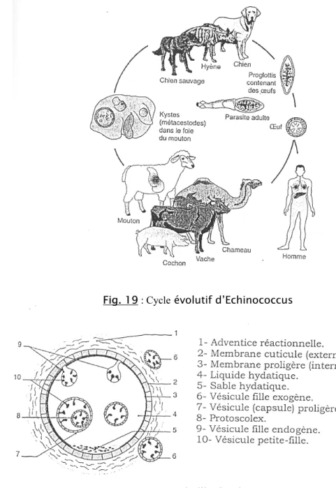 Fig. 20 : Structure de l’hydatide
