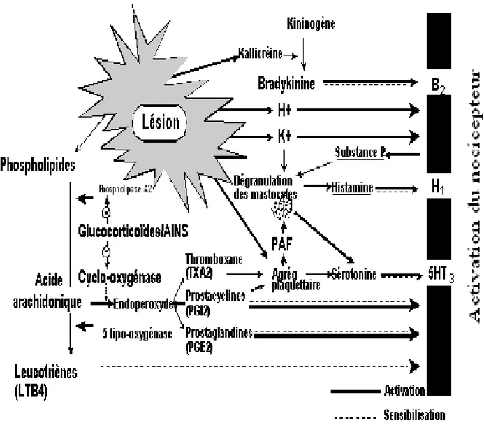 Figure 13 : médiateurs chimiques lors de l’activation des nocicepteurs 