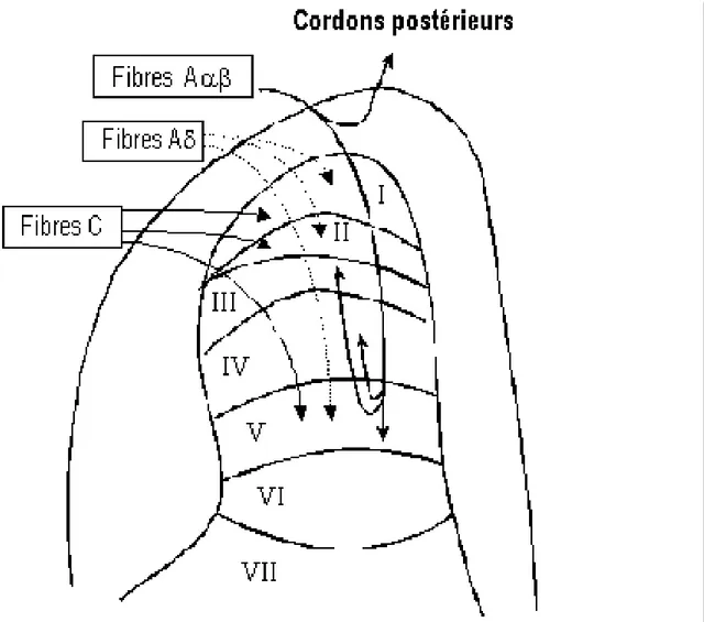 Figure 14 : Organisation de la racine postérieure de la moèlle épinière  
