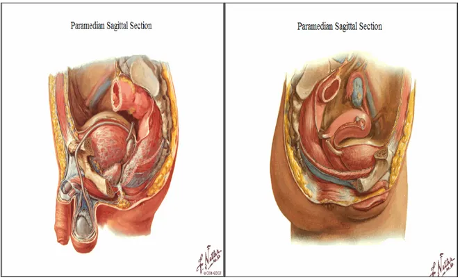 Fig. 1 : situation et rapports de la vessie chez l’homme et chez la femme. 