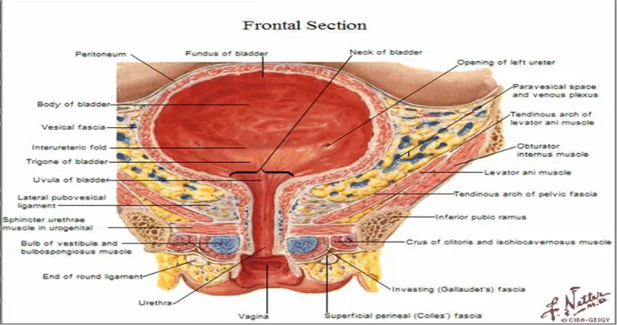 Fig. 2 : configuration interne de la vessie chez la femme. 