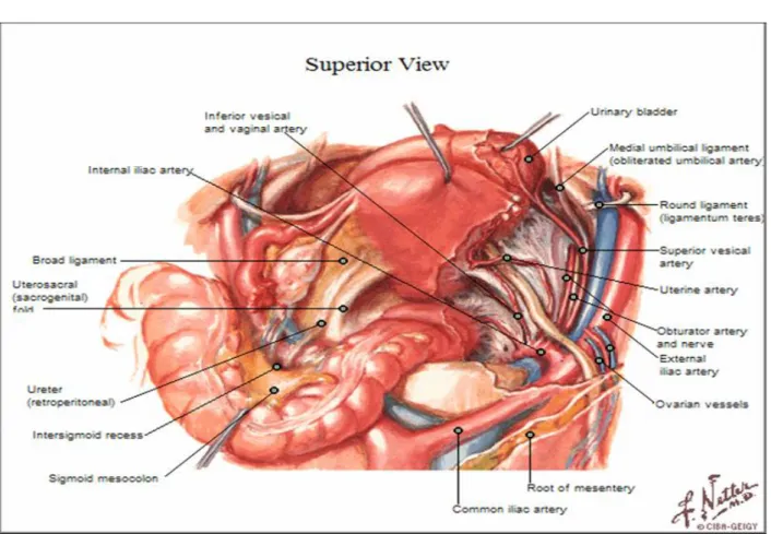 Fig. 8 : les rapports de la vessie chez la femme : vue supérieure. 