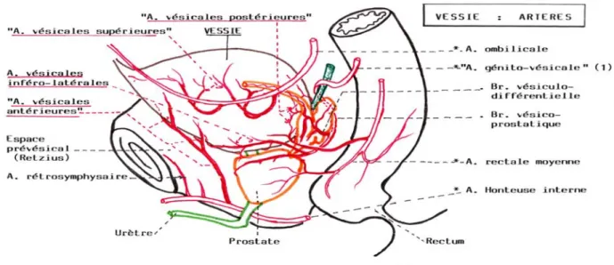 Fig. 9 : vascularisation artérielle de la vessie chez l’homme. 