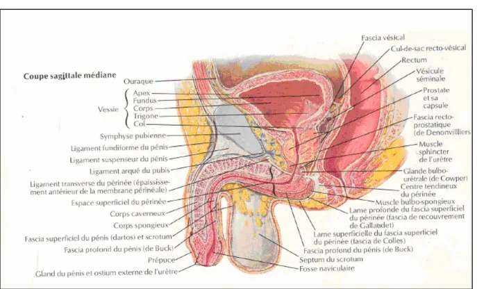 Figure 1 : Coupe sagittale médiane des organes génitaux externes et du périnée chez  l’homme (10) 