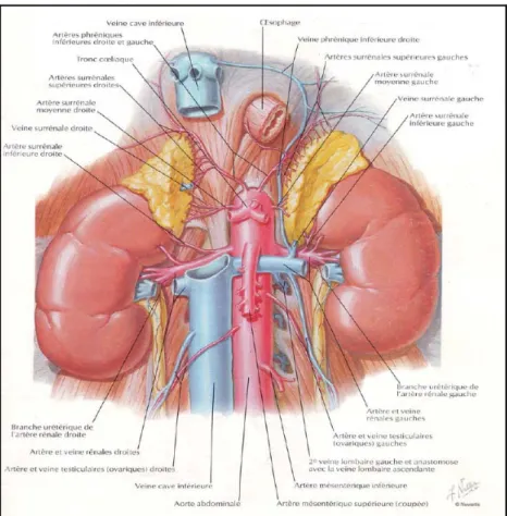 Figure 2: Vascularisation du rein (6) 