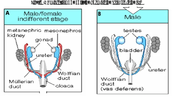 Figure 3 : Migration des cellules germinales primordiales [ 3] 