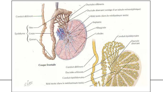 Figure 5 : Structure du testicule et du l’épididyme [6] 