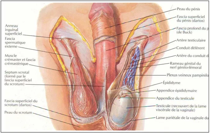 Figure 6 : Les enveloppes du testicule et du cordon [6]