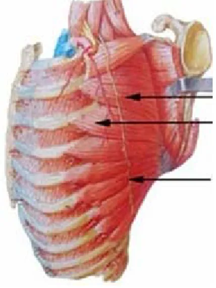 Figure n°6 : Les muscles subclavius et pectoralis minor 