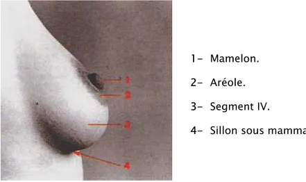 Figure N°10 : Sein Vue de Profil. 