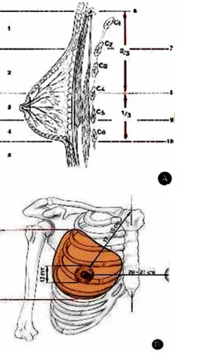 Figure N°11 : Paramètres morphologiques du sein« idéal » en position debout [33]. 