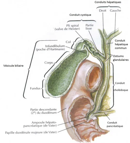Figure 1 : Anatomie descriptive de la vésicule biliaire [8] 