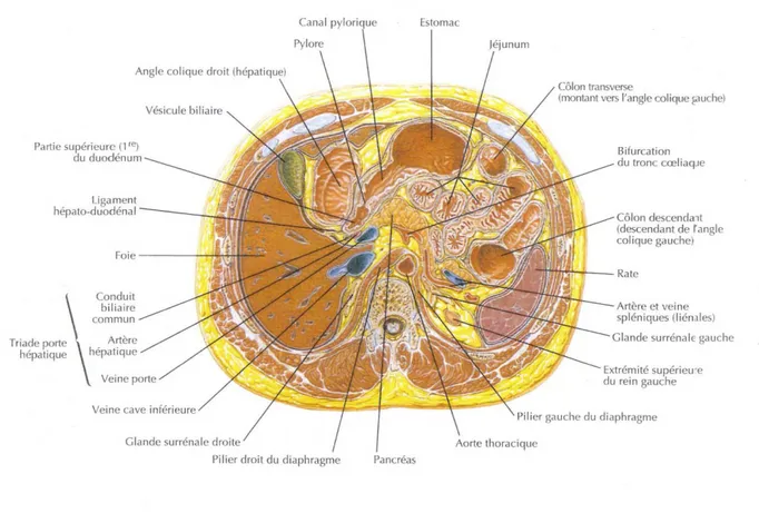 Figure 3 : Coupe transversale de l’abdomen au niveau T12 passant par la vésicule biliaire [8] 