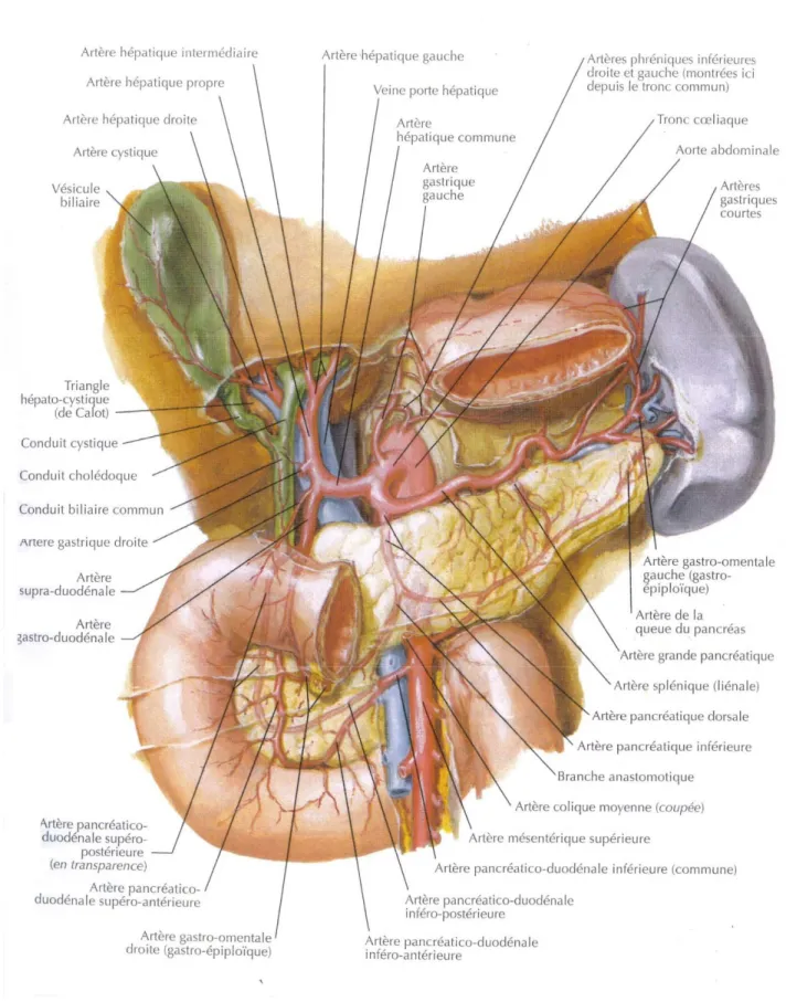 Figure 4 : Rapports et vascularisation de la vésicule biliaire [8] 