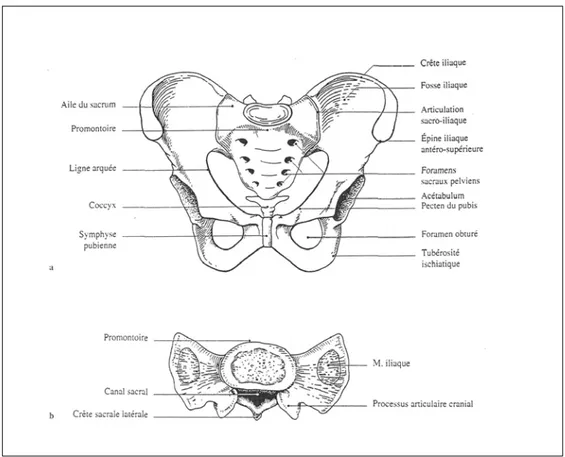 Figure 2 : a- Vue ventrale du bassin osseux, b- Vue craniale de la base du 