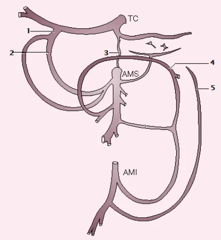 Figure 3 : Réseaux anastomotiques entre le tronc cœliaque, l'artère mésentérique  supérieure et l'artère mésentérique inférieure [6] 
