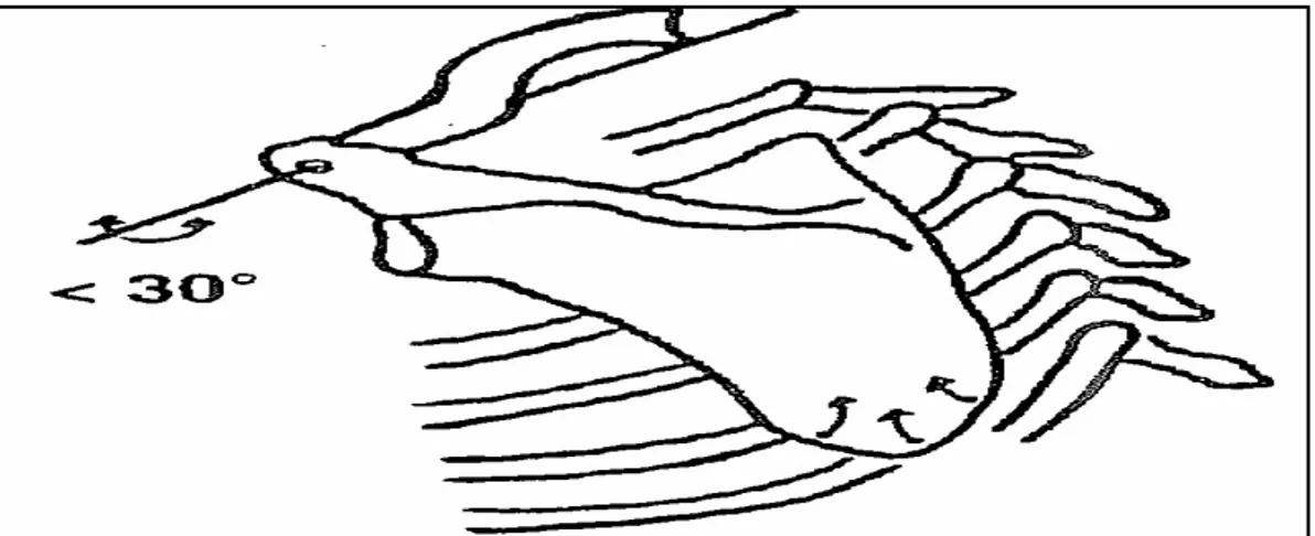 Figure 20: Rotation autour d’un axe horizontal correspondant   au grand axe de la clavicule 