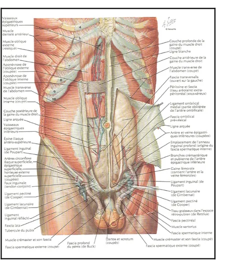 Figure 2 : Constitution et vascularisatio de la paroi antéro latérale de l’abdomen.
