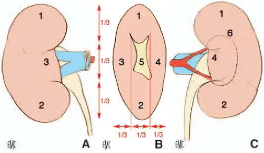 Figure 11 : Morphologie externe du rein droit.  A. Face antérieure. 
