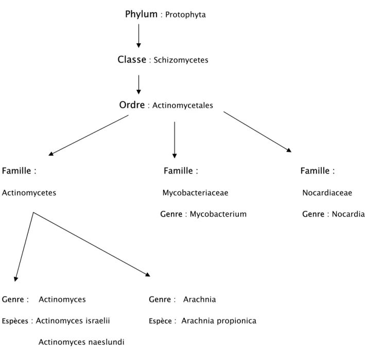 Figure 15 : Taxonomie des agents de l’actinomycose (1) 