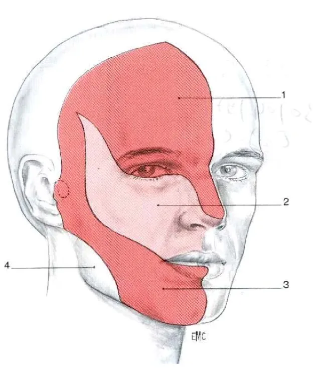Figure 11 : Territoire cutanée d’innervation sensitive du nerf trijumeau  [5]  1.  Territoire du nerf ophtalmique (V1) 