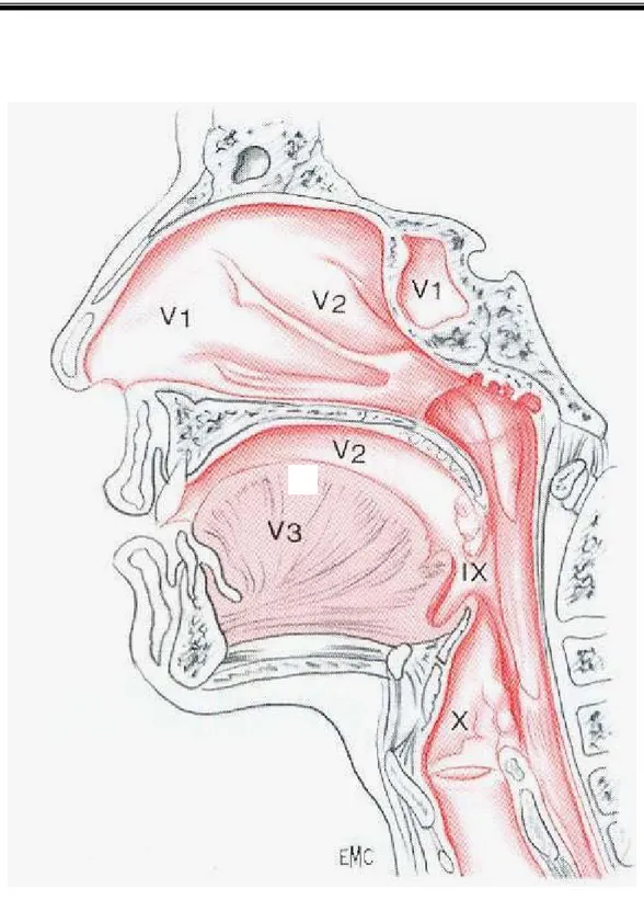 Figure 12 : Territoire muqueux d’innervation sensitive du nerf trijumeau [5]. 