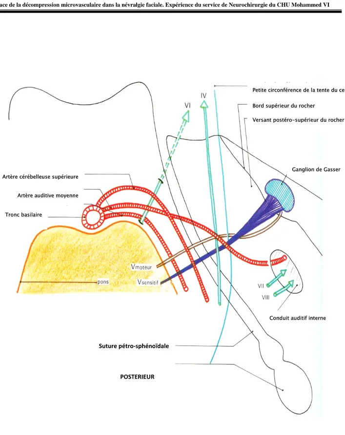 Figure 15 : Les rapports du nerf V dans l’étage postérieur de la base du crâne en vue  supérieure [2]