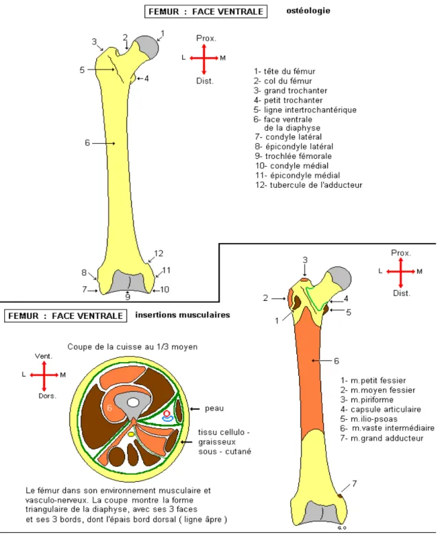 Figure 8: Ostéologie et insertions musculaires de la face ventrale du fémur 