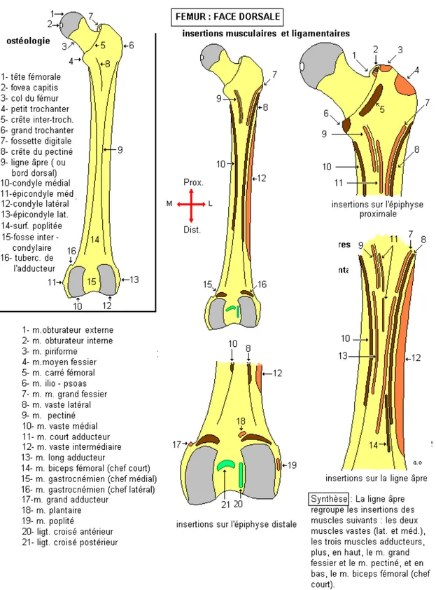 Figure 9: Ostéologie et insertions musculaires de la face dorsale du fémur 