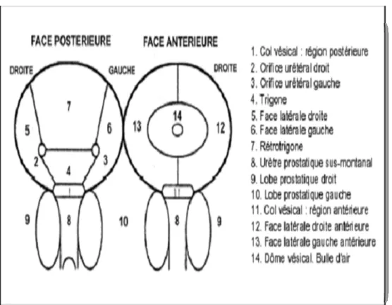 Figure n°7 : Cartographie vésicale     