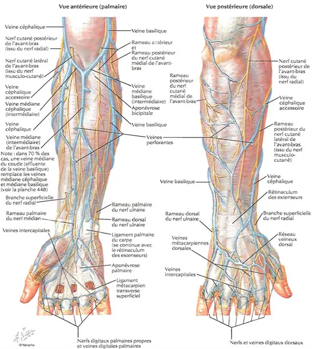 Figure 2 : Veines de l’avant-bras 