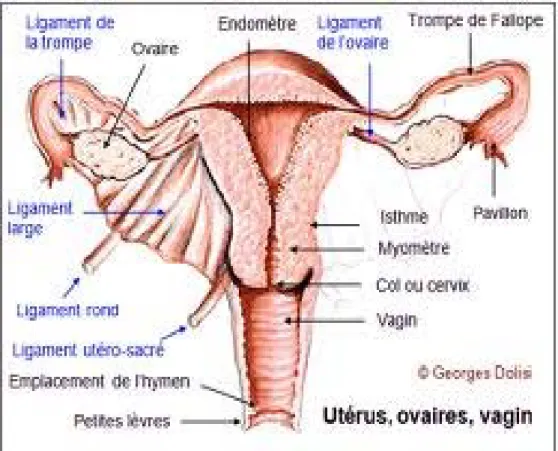 Figure 1 (2) : Position des ovaires dans l’appareil reproducteur féminin. 
