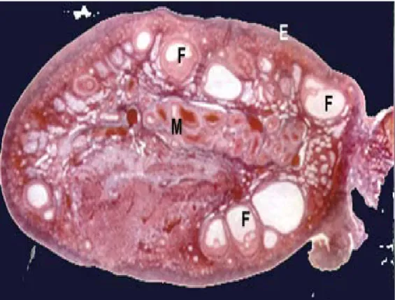 Figure 2 (3): Coupe histologique d’un ovaire qui montre  les trois couches fondamentales
