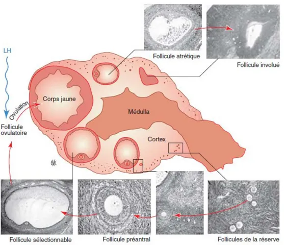 Figure 3 (3): Représentation schématique de l’ovaire humain en phase lutéale montrant les  principaux types folliculaires en croissance ou en régression observables dans une coupe 