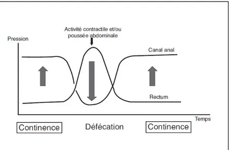 Figure 13 : Évolution des pressions rectales et anales [20] 