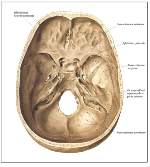 Figure n°1 : Base endocrânie