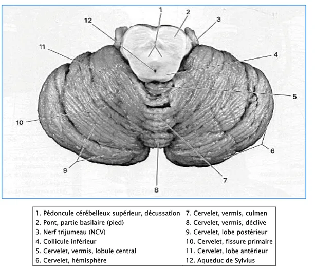 Figure n°4 : Face supérieure du cervelet 