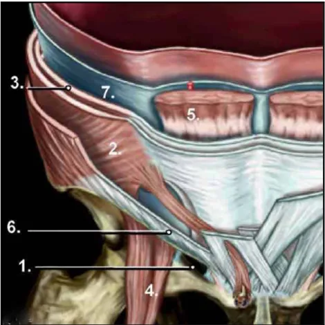 Figure 3 : Trou musculo-péctinéal. 