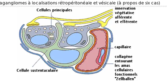 Figure 5: Image schématisant l'aspect ultrasctructural d'un paraganglion (24). 