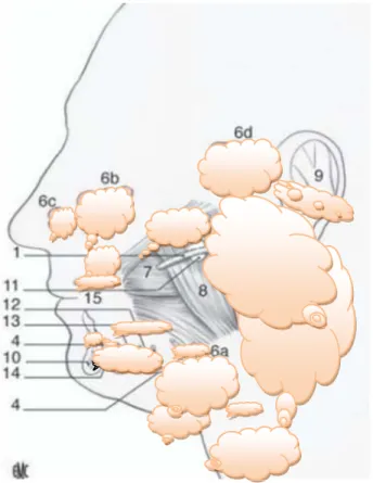 Figure 32 : Vue latérale schématique des glandes salivaires et des canaux salivaires du                                             Côté gauche (d’après Bourgeois et al.,2006)