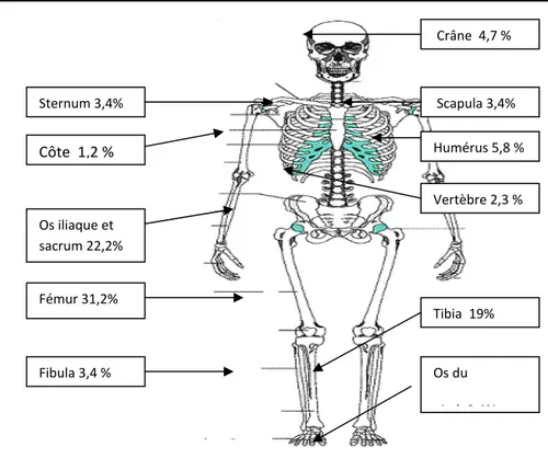 Figure 11: Fréquence des différentes localisations des TOMP sur le squelette 
